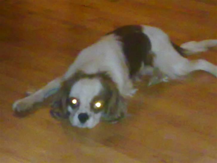 Cavalier king charles spaniel Bølle:-) - Se hvor fin jeg ligger her på gulvet billede 7