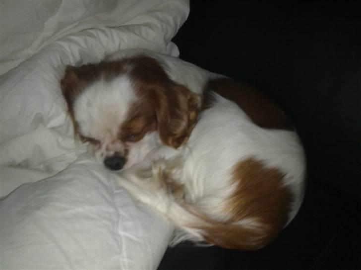 Cavalier king charles spaniel Bølle:-) - intet bedre end dyne i sofaen den må være til mig billede 8