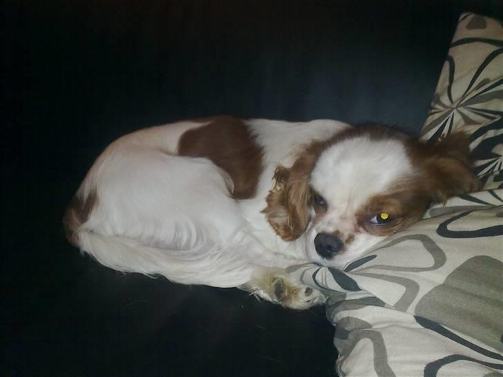 Cavalier king charles spaniel Bølle:-) - Det er mine puder i sofaen billede 9