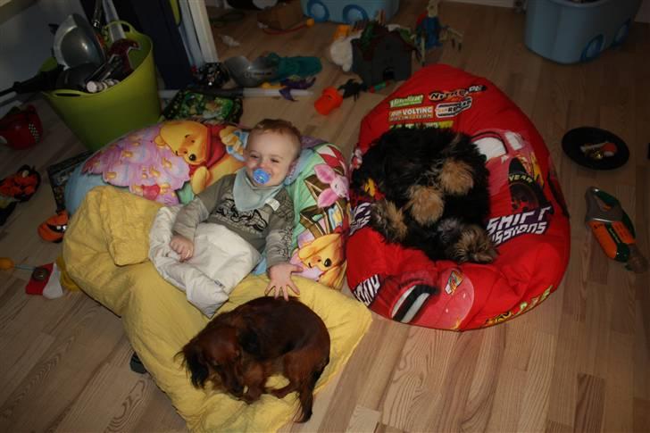 Blanding af racer Johan jack - Det her er hygge.... billede 16