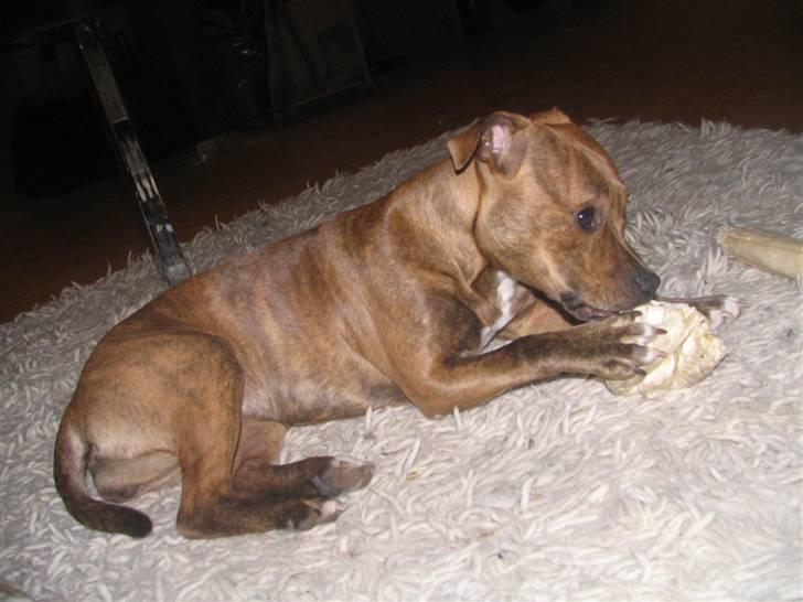 Staffordshire bull terrier Hailie billede 14