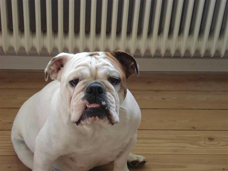 Engelsk bulldog Mali billede 1