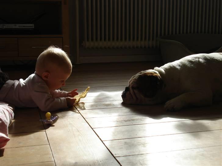 Engelsk bulldog Mali billede 2