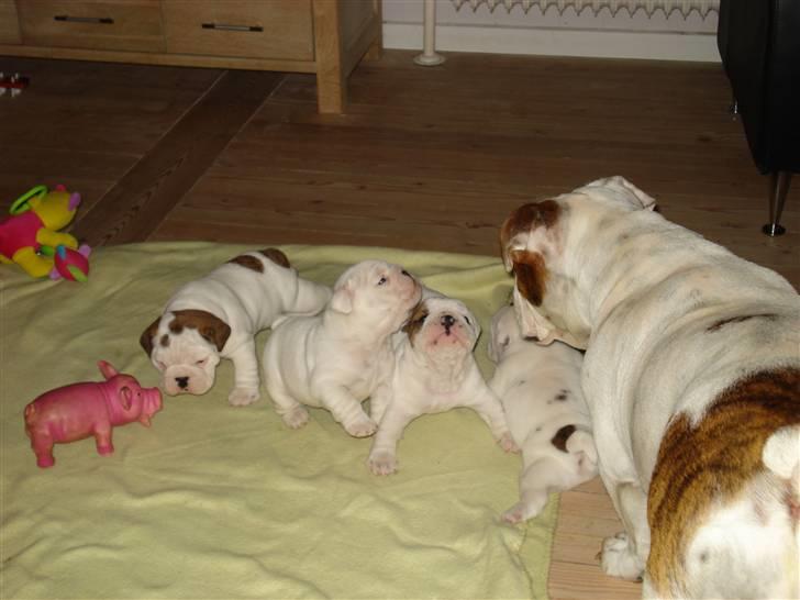 Engelsk bulldog Mali billede 3