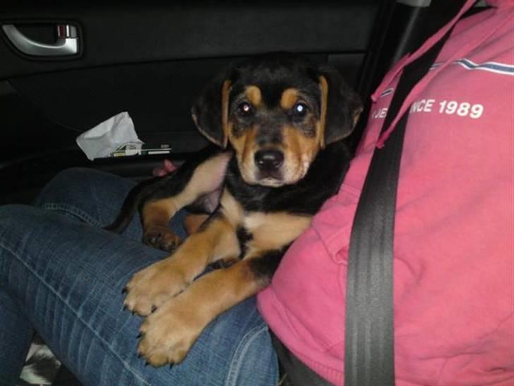 Blanding af racer Baloo billede 1