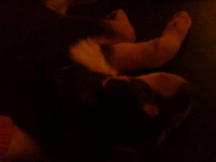 Blanding af racer Baloo billede 2