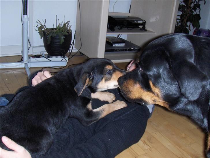 Blanding af racer Baloo billede 3