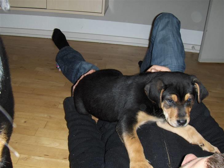 Blanding af racer Baloo billede 4