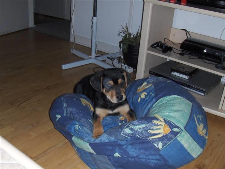 Blanding af racer Baloo billede 5