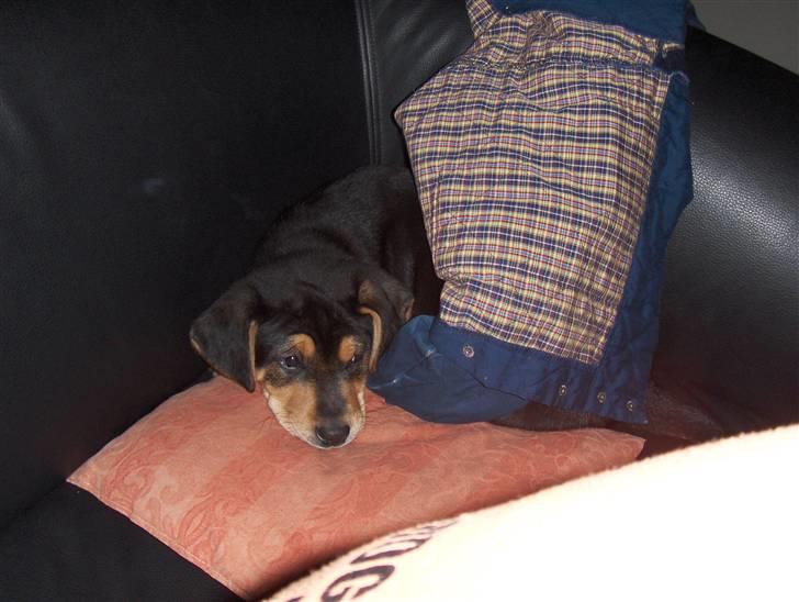 Blanding af racer Baloo billede 6