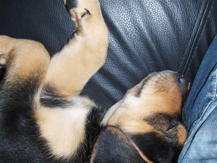 Blanding af racer Baloo billede 7