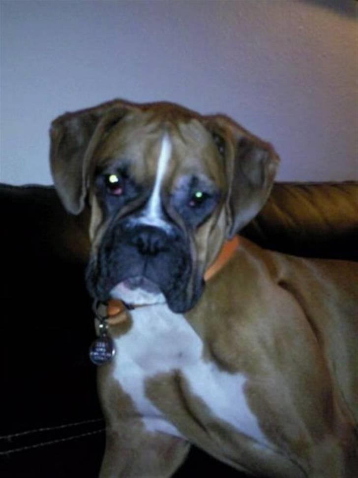 Boxer Zenta billede 16