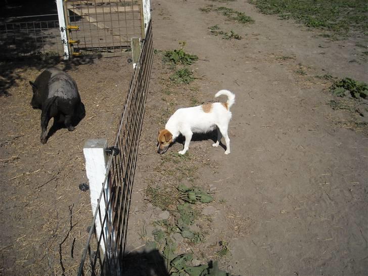 Jack russell terrier emma - jeg hader det hegn, for grise er så sjove at jage rundt med billede 2
