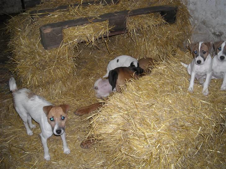 Jack russell terrier emma - Emma og hvalpene i halmen i stalden billede 3