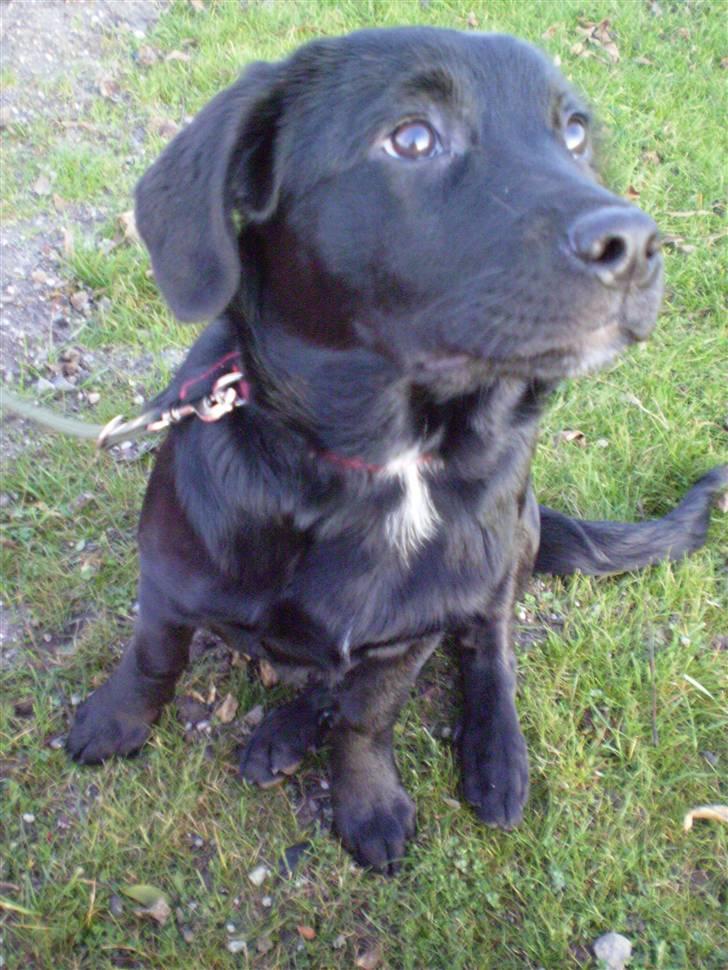 Blanding af racer Nala - Nala pigen - den dag jeg blev hentet hjem til mine nye far og mor :) billede 1