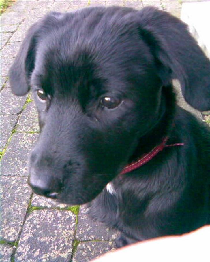 Blanding af racer Nala - Se hvor fin jeg er :) billede 2