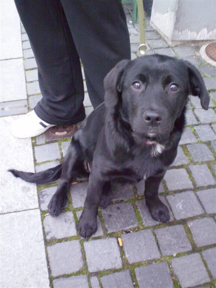 Blanding af racer Nala - Den dag  jeg blev hentet :) billede 3