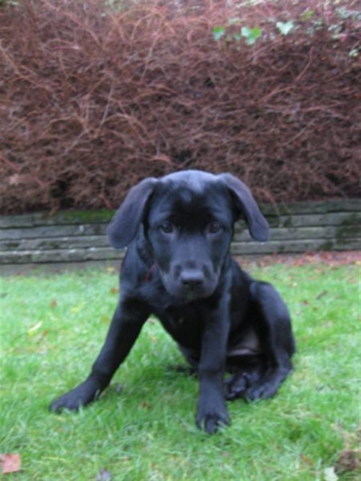 Blanding af racer Nala - Se hvor fint jeg kan sidde :) billede 4