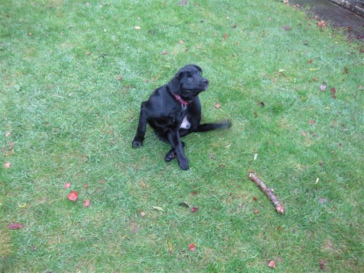 Blanding af racer Nala - Klø klø klø ;) billede 5