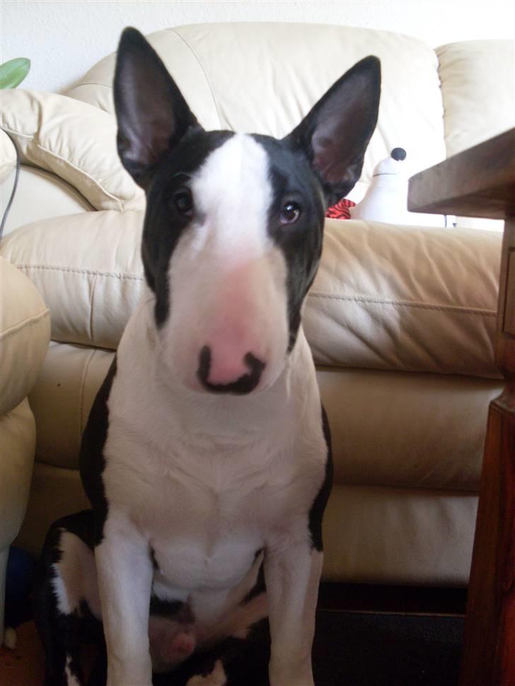Bullterrier miniature Albert - Glædelig jul og godt nytår til alle billede 1