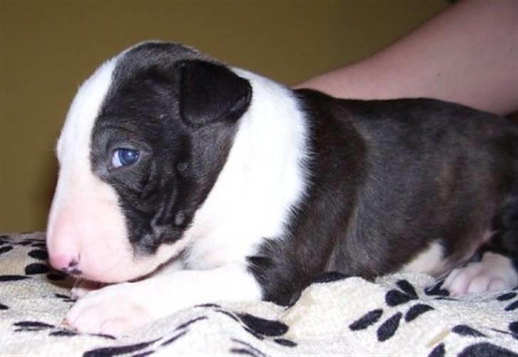 Bullterrier miniature Albert billede 2