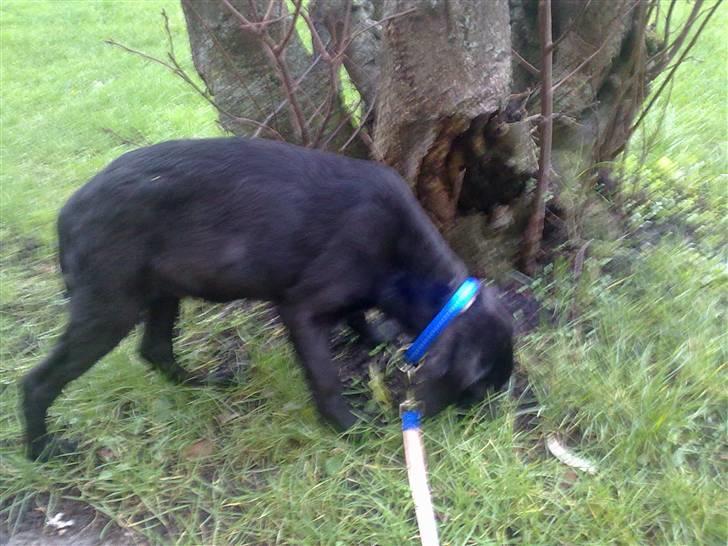 Blanding af racer Xargo billede 10