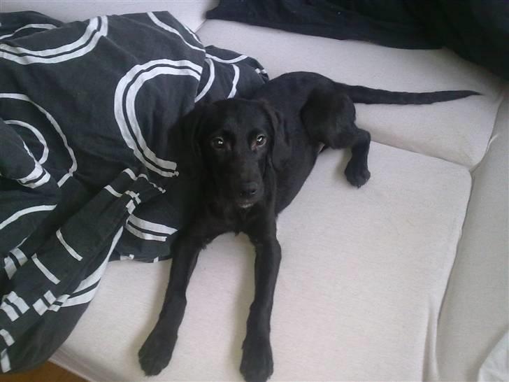 Blanding af racer Xargo billede 11