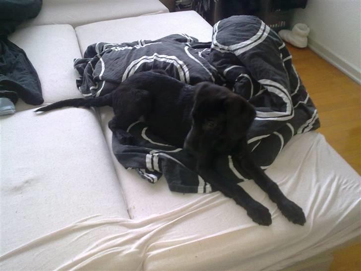 Blanding af racer Xargo billede 12