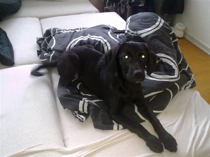 Blanding af racer Xargo billede 13