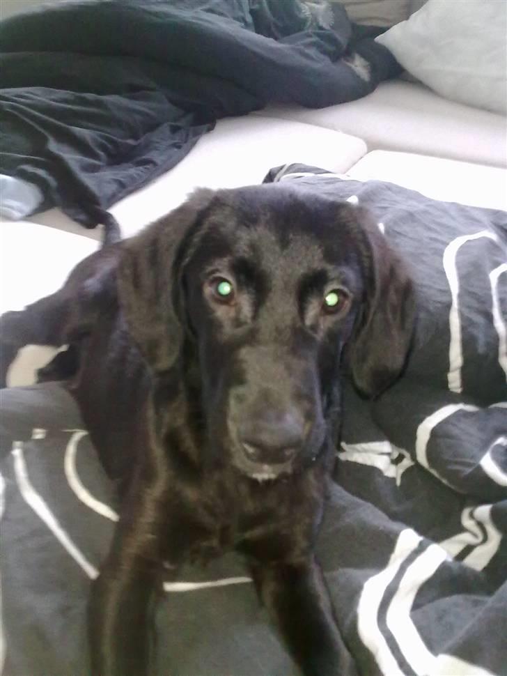 Blanding af racer Xargo billede 14