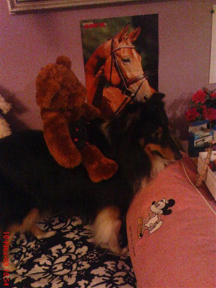 Shetland sheepdog coco - bruno rider på coco !! haha billede 8