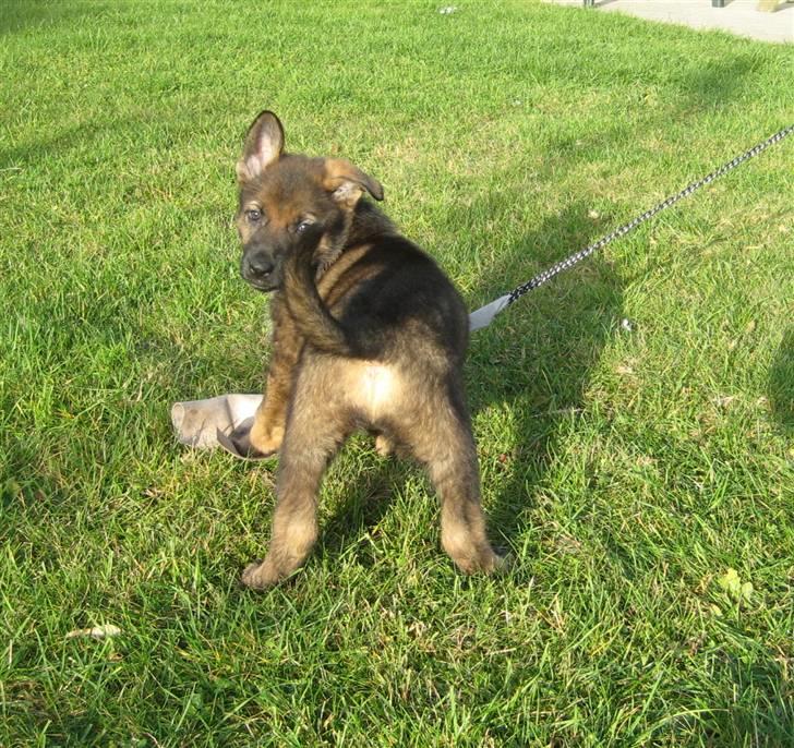 Schæferhund Scharif's Amy R.I.P - ude på ballade billede 11