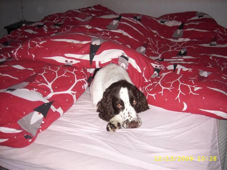 Engelsk springer spaniel Harley - Harley hygger..   :) billede 14