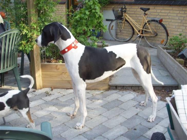 Grand danois Great Bel´s Sash (Minnie) - Minnie fotograferet på sin 1 års fødselsdag billede 2
