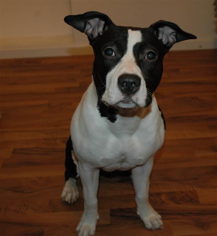 Amerikansk staffordshire terrier Lucca billede 18