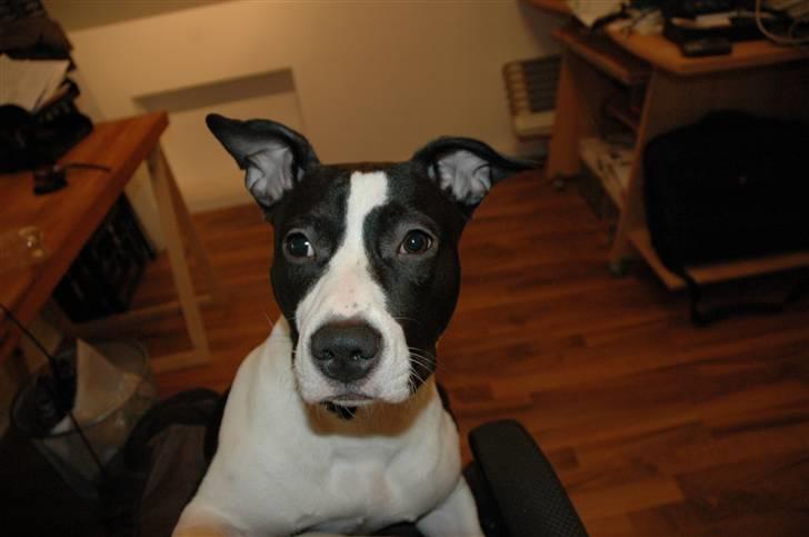 Amerikansk staffordshire terrier Lucca billede 19