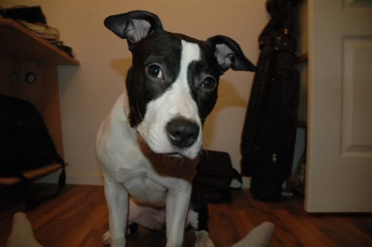 Amerikansk staffordshire terrier Lucca billede 20