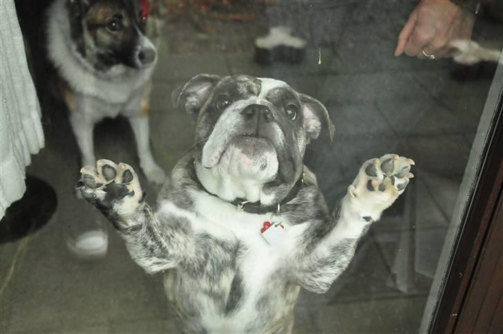 Engelsk bulldog Lollipop (Lolli) - Luk mig ud, jeg vil lege med Castello!  billede 13