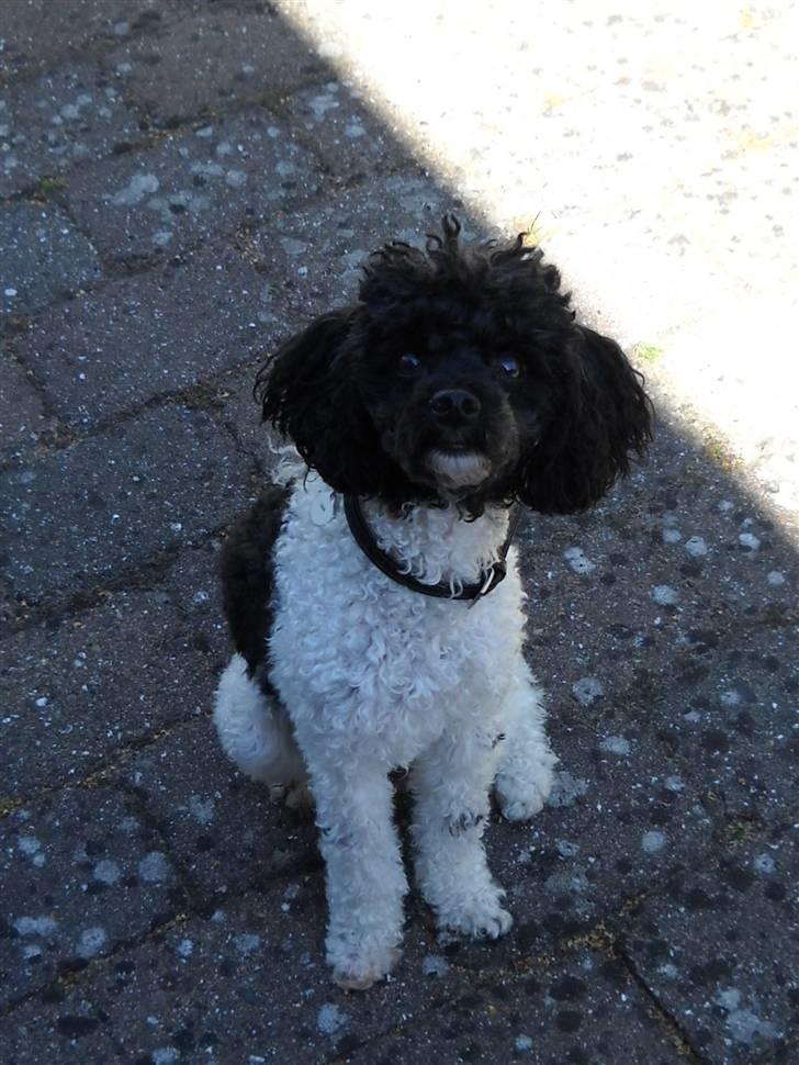 Dværgpuddel Liva billede 1