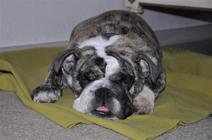 Engelsk bulldog Lollipop (Lolli) - Man er vel en bulldog ikke? billede 14