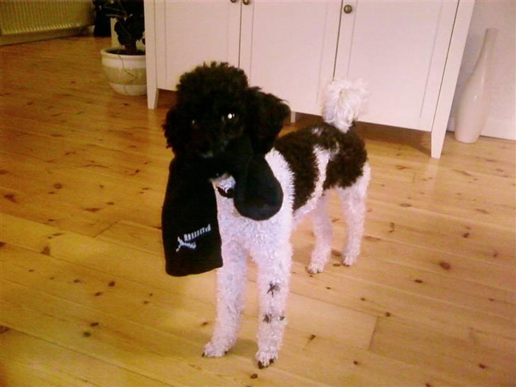 Dværgpuddel Liva billede 2