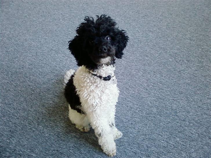 Dværgpuddel Liva billede 3