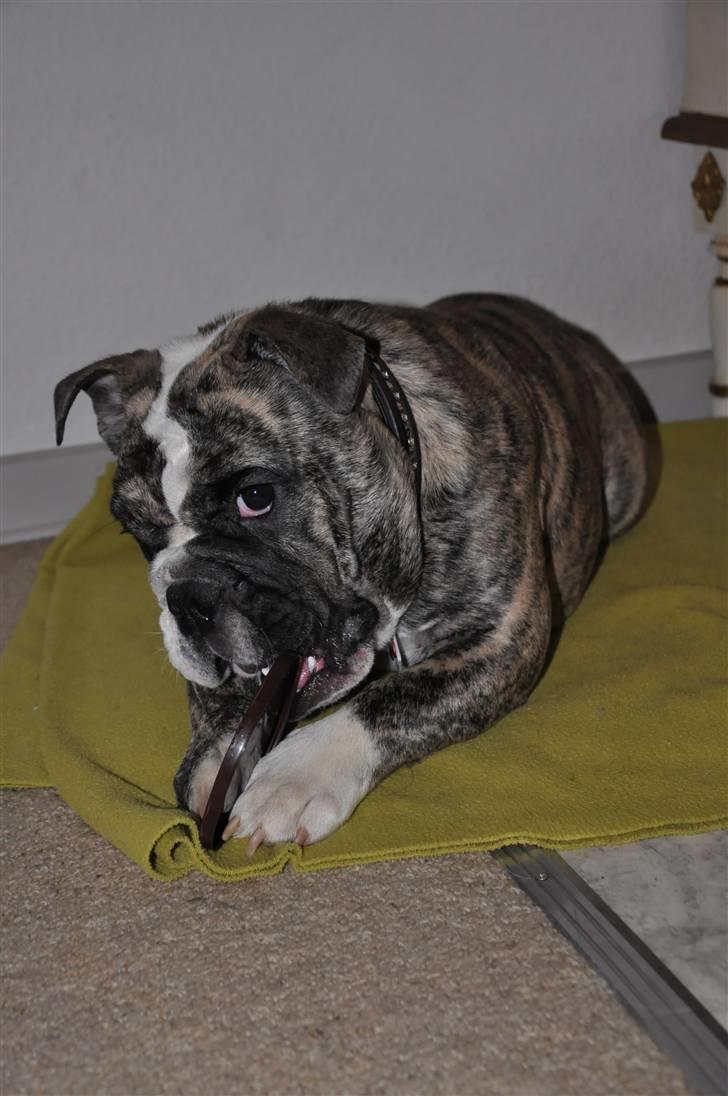 Engelsk bulldog Lollipop (Lolli) billede 15