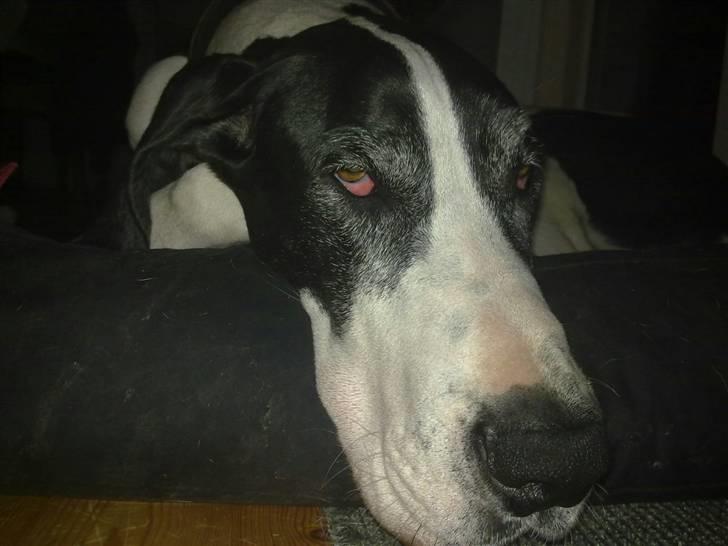 Grand danois Great Bel´s Sash (Minnie) - Hey jeg sover her!!!  (minnie 3½ år gammel) billede 4