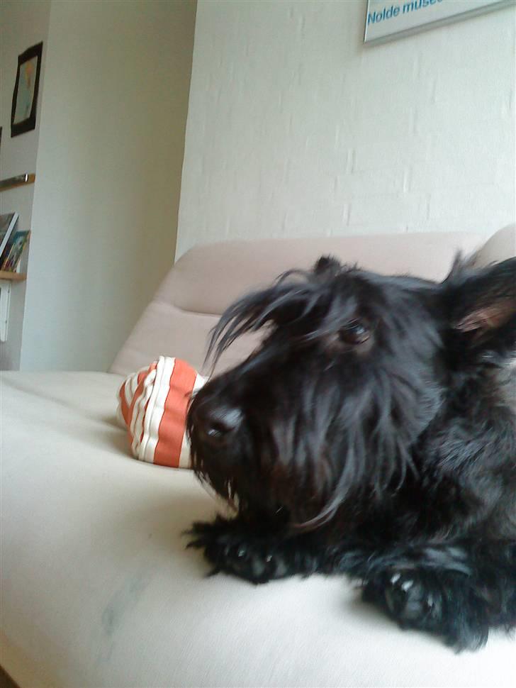 Skotsk terrier Tia* My Dear<3* - Hov der var noget spænde!! =) billede 1