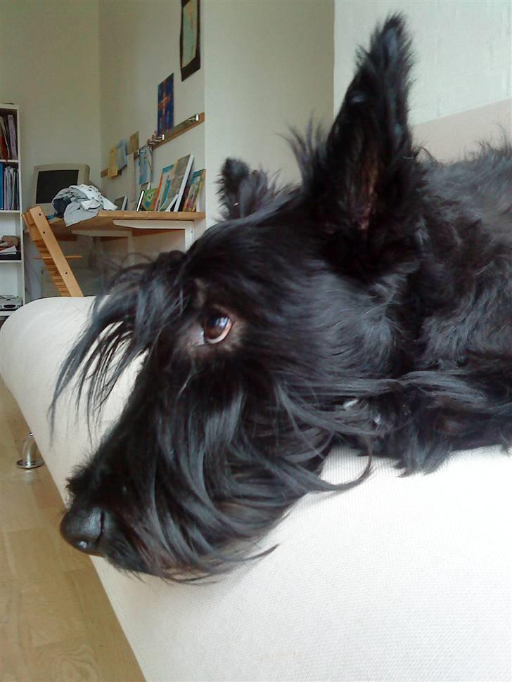 Skotsk terrier Tia* My Dear<3* - Hun er så fin<33 billede 2