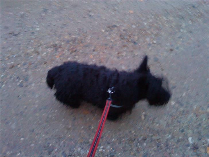 Skotsk terrier Tia* My Dear<3* - Så er man ude og gå tur=D billede 3