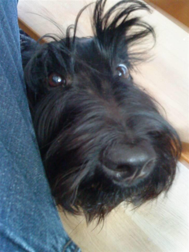 Skotsk terrier Tia* My Dear<3* - Nææ det er så sødt<33 billede 4