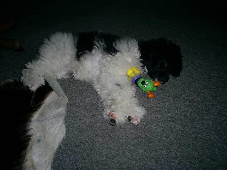 Dværgpuddel Liva billede 4