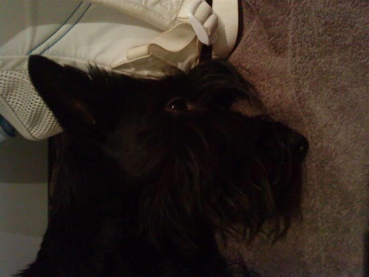 Skotsk terrier Tia* My Dear<3* - Gå væk jeg sover! billede 5